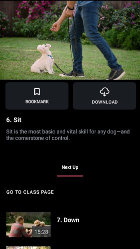 Sit command lesson in dog training MasterClass by Brandon McMillan